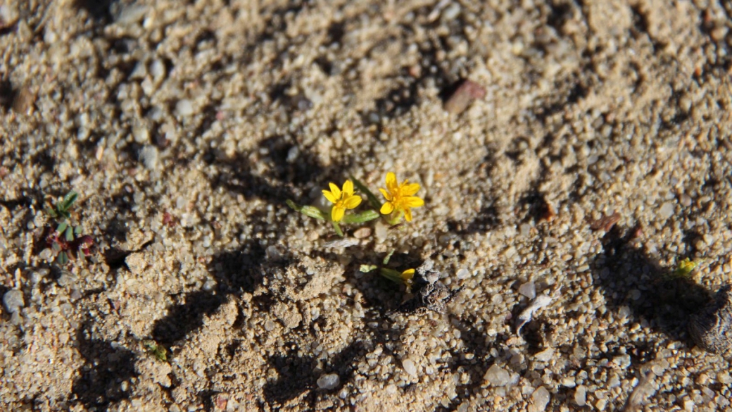 Small Yellow Flower