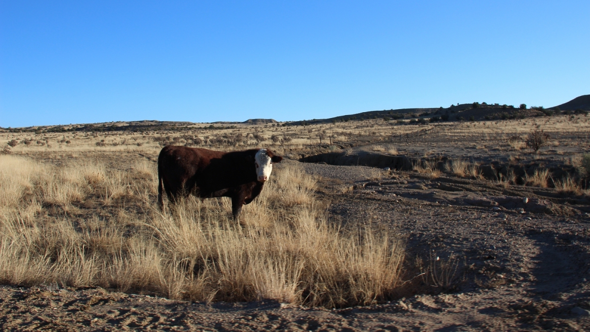 Ojito Wilderness Area – New Mexico