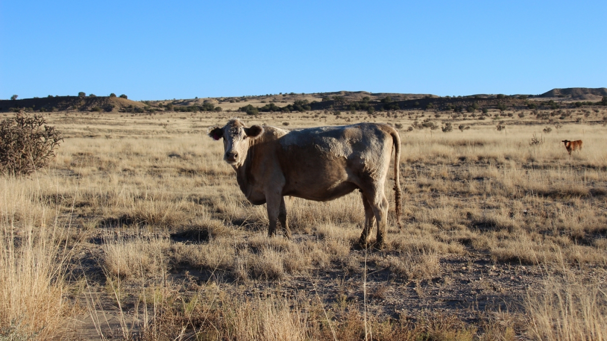 Ojito Wilderness Area – New Mexico