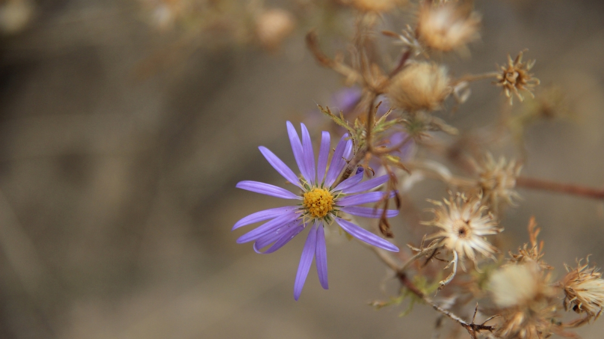 Wild Purple Aster – Asteraceae