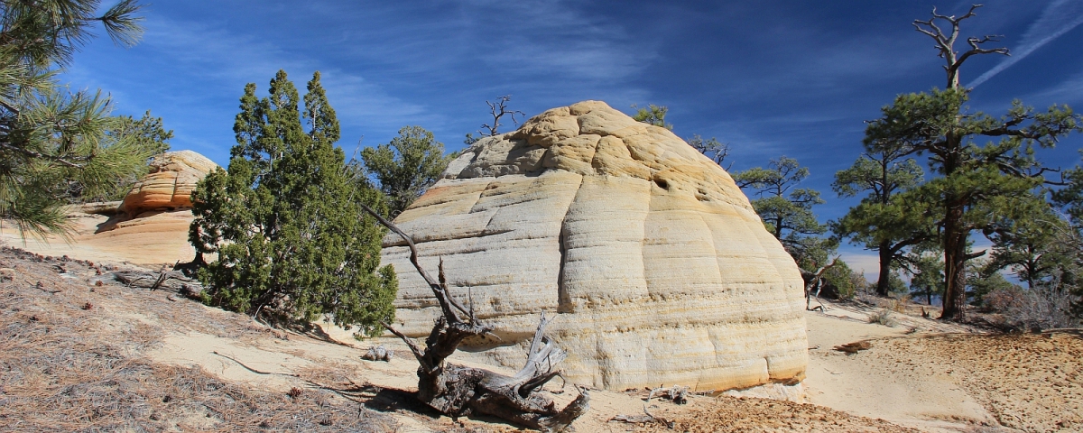 Ceja Pelon Mesa