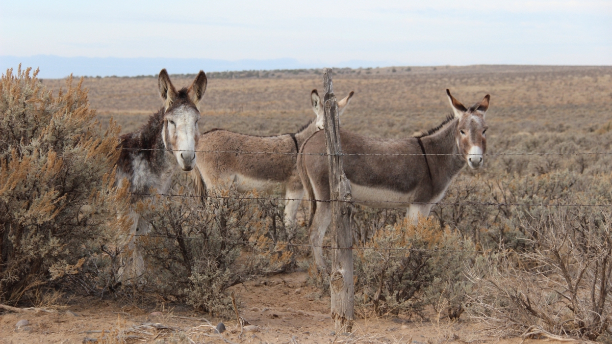 Ah-shi-sle-pah Wilderness Area – New Mexico