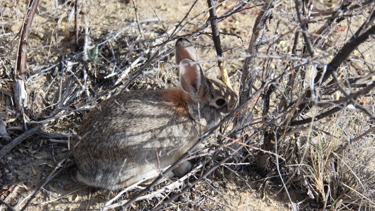 Crow Canyon – New Mexico