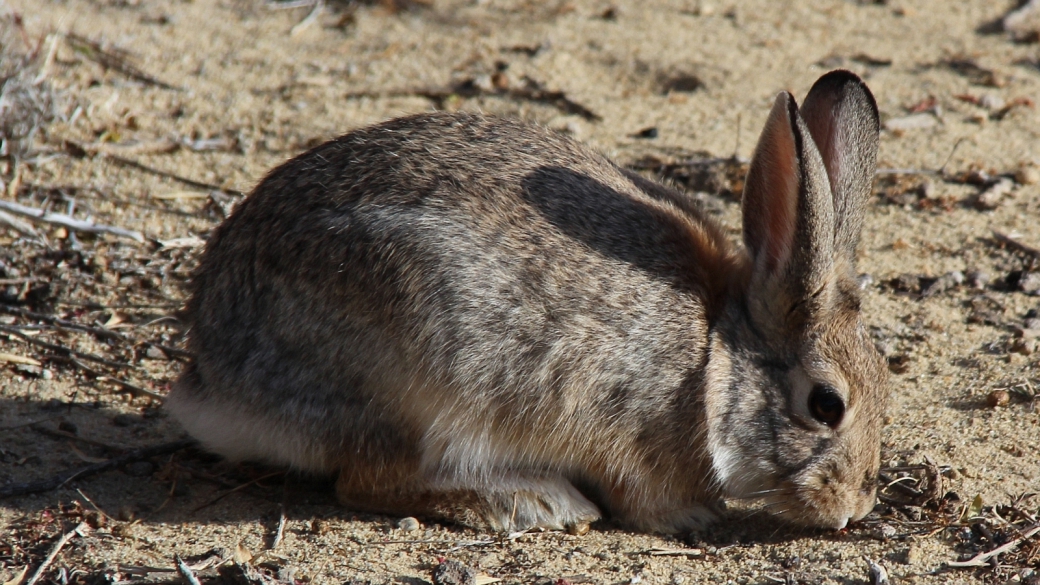 Joli lapin pas farouche rencontré à Crow Canyon, près de Farmington, au Nouveau-Mexique.