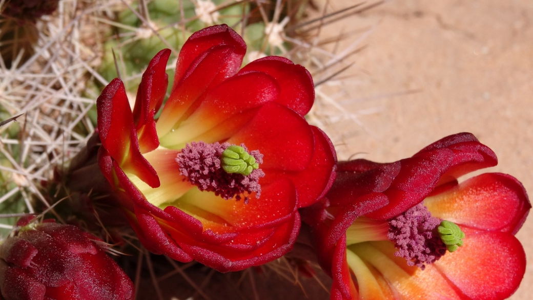 Claretcup Cactus – Echinocereus Triglochidiatus