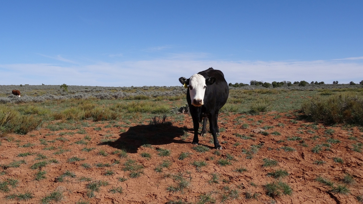 Muley Point – Cedar Mesa – Utah