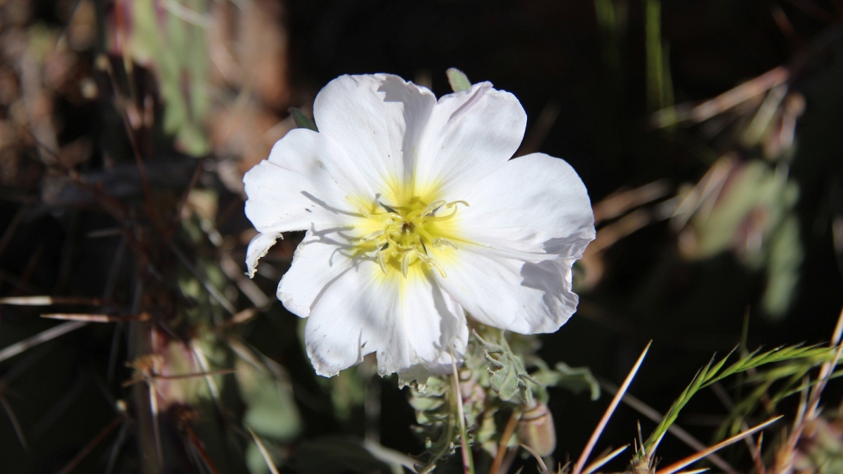 Pale Evening Primrose – Oenothera Pallida