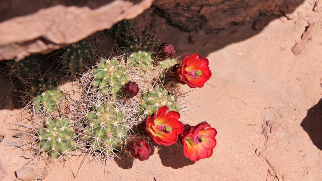 Claretcup Cactus – Echinocereus Triglochidiatus