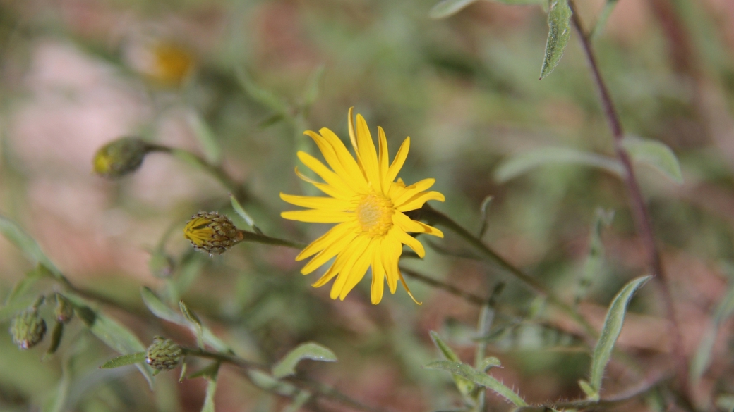 Hairy Golden Aster - Heterotheca Villosa