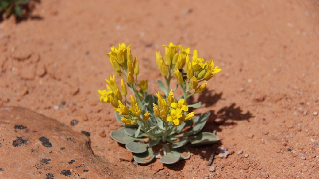 Newberry's Twinpod - Physaria Newberryi