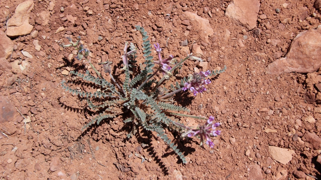 Woolly Locoweed - Astragalus Mollissimus