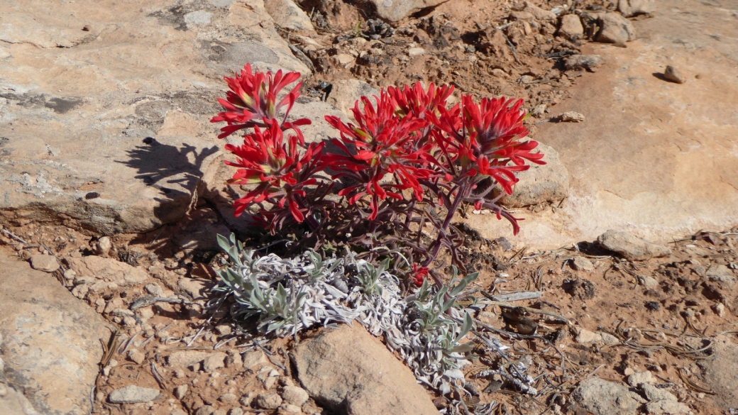 Desert Indian Paintbrush - Castilleja Chromosa