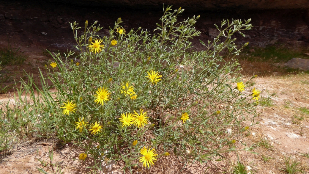 Hairy Golden Aster - Heterotheca Villosa