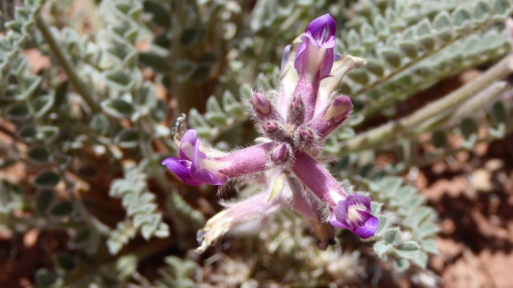 Woolly Locoweed - Astragalus Mollissimus