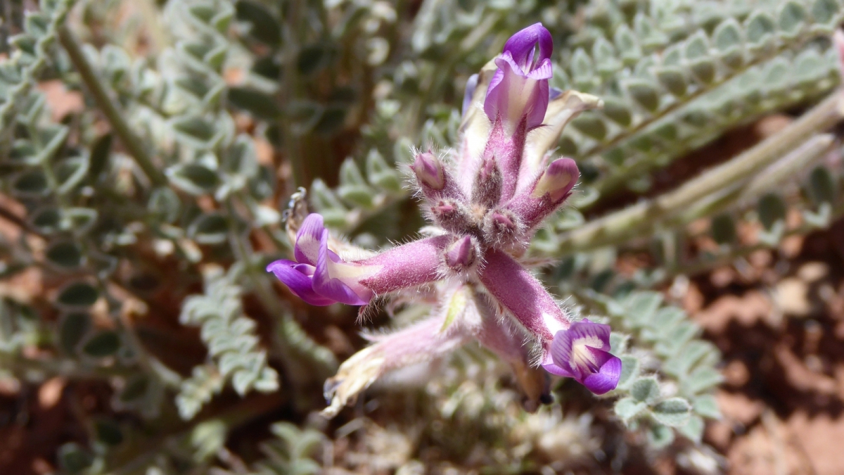 Woolly Locoweed – Astragalus Mollissimus