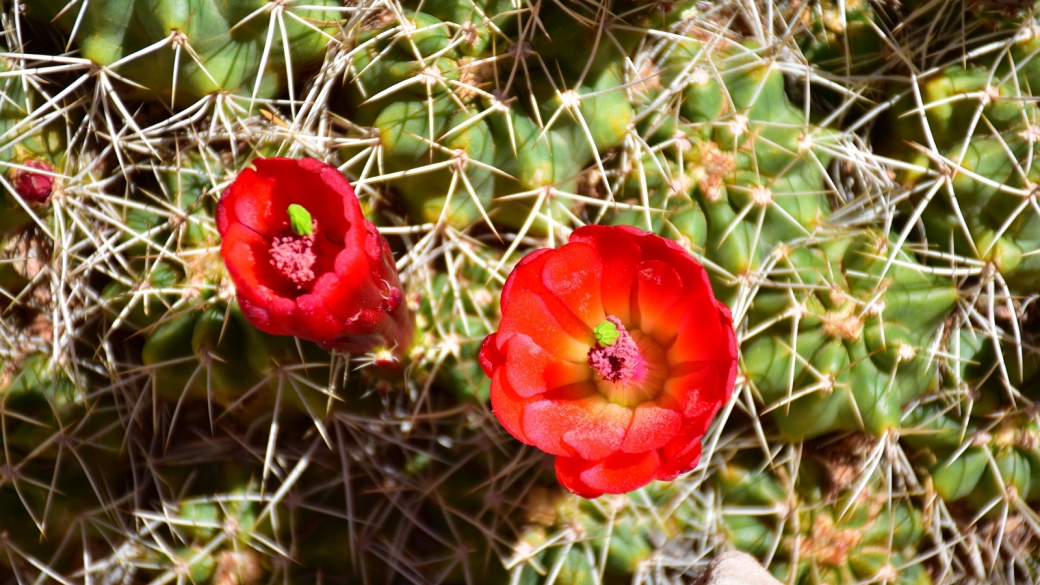 Claretcup Cactus – Echinocereus Triglochidiatus