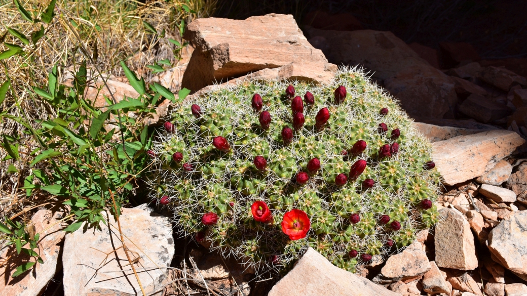 Claretcup Cactus – Echinocereus Triglochidiatus