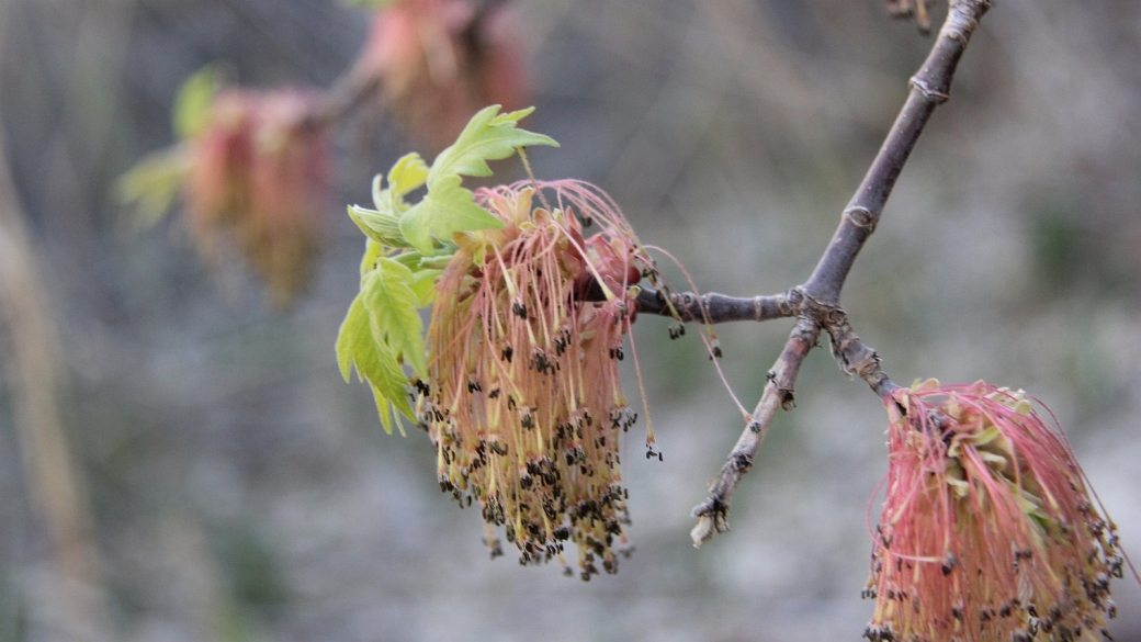 Box Elder - Acer Negundo