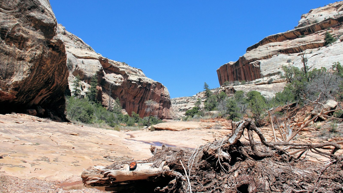 White Canyon – Natural Bridges Monument – Utah