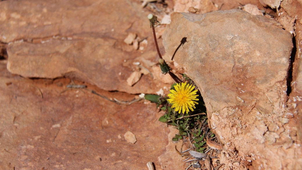 Common Dandelion – Taraxacum Officinale