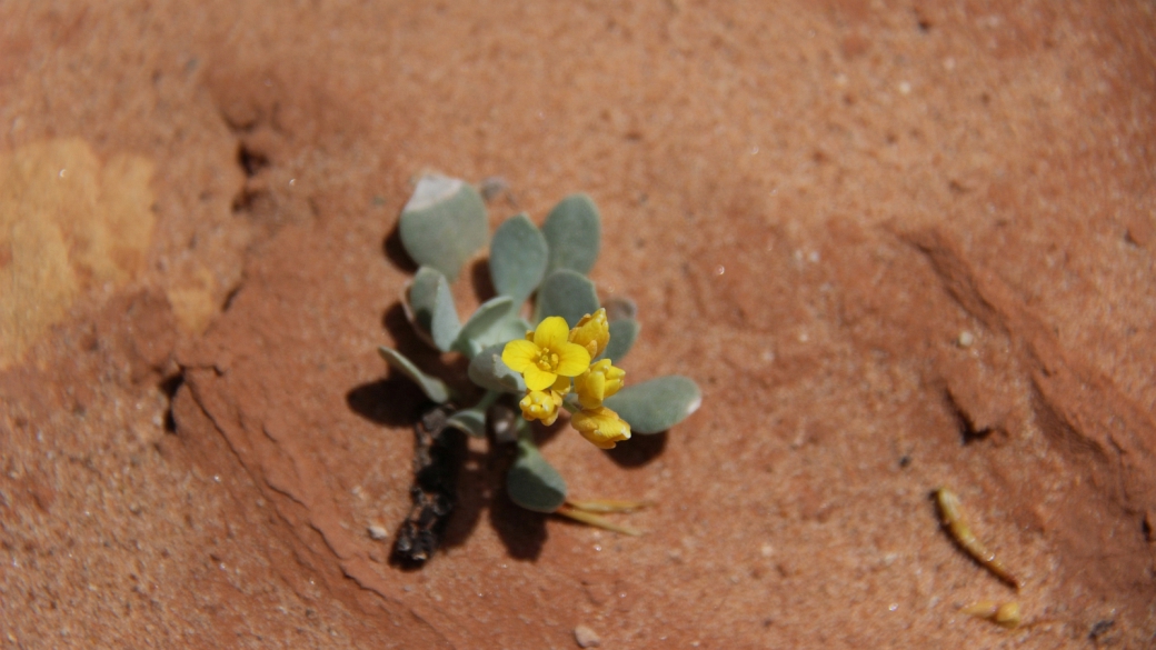 Newberry’s Twinpod – Physaria Newberryi