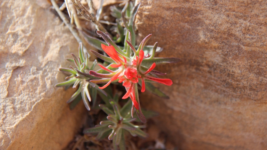 Desert Indian Paintbrush