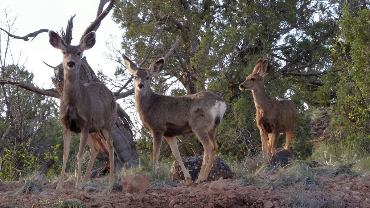 Highway 95 – Blanding to Natural Bridges National Monument – Utah