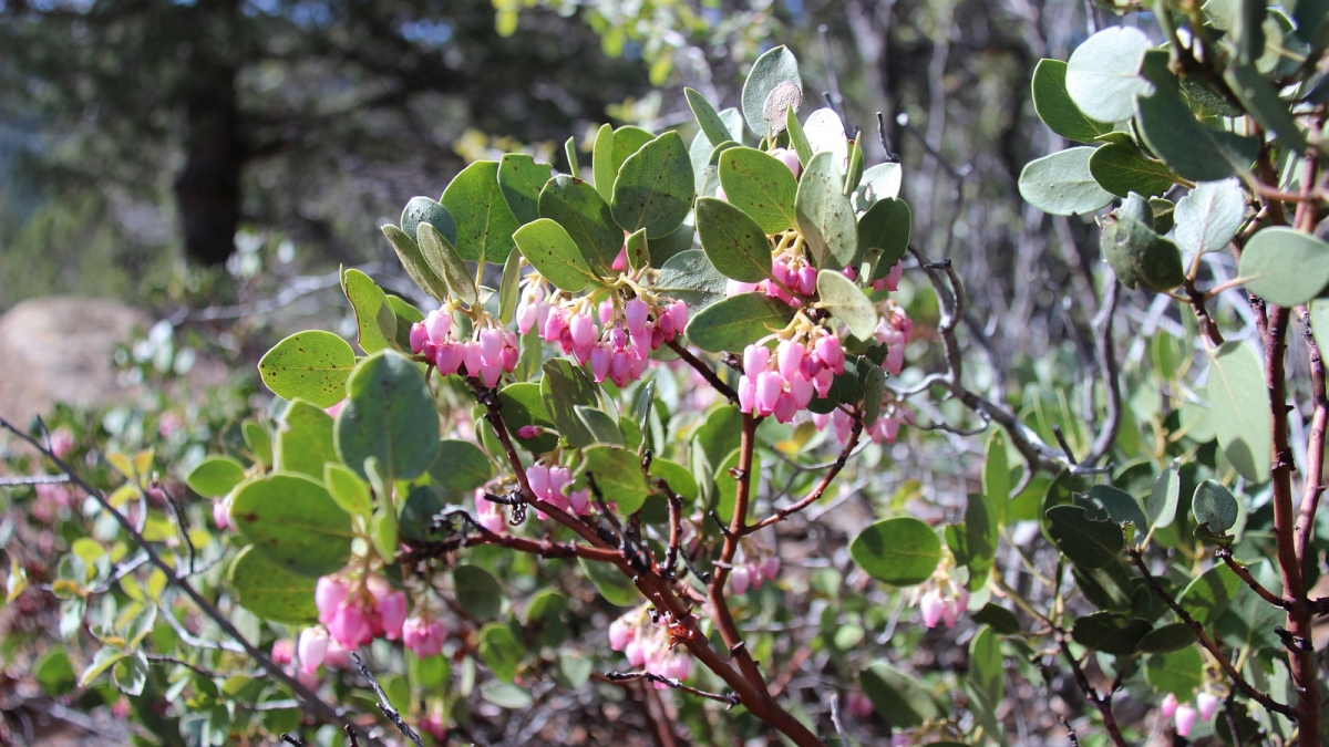Greenleaf Manzanita – Arctostaphylos Patul