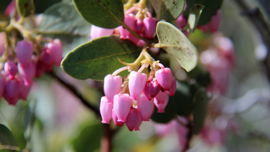 Greenleaf Manzanita - Arctostaphylos Patul