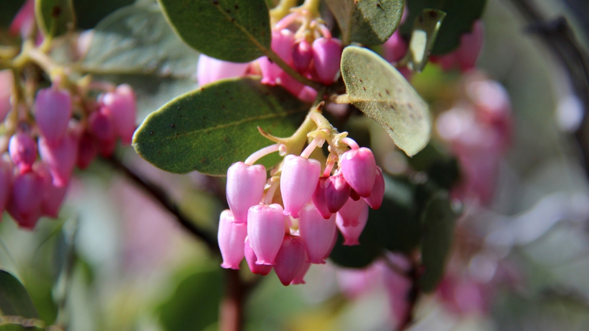 Greenleaf Manzanita – Arctostaphylos Patul