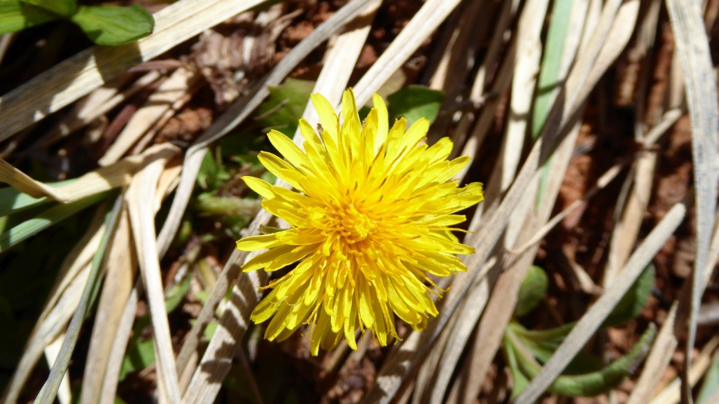 Common Dandelion – Taraxacum Officinale