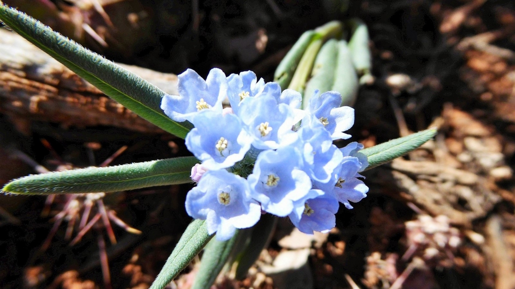 Spindle-Rooted Bluebells - Mertensia Fusiformis