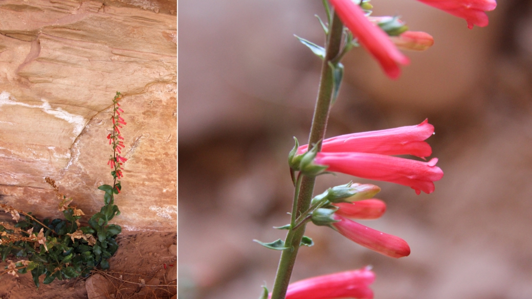 Utah Penstemon - Penstemon Utahensis