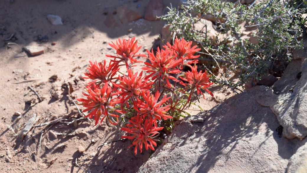 Common Paintbrush - Castilleja