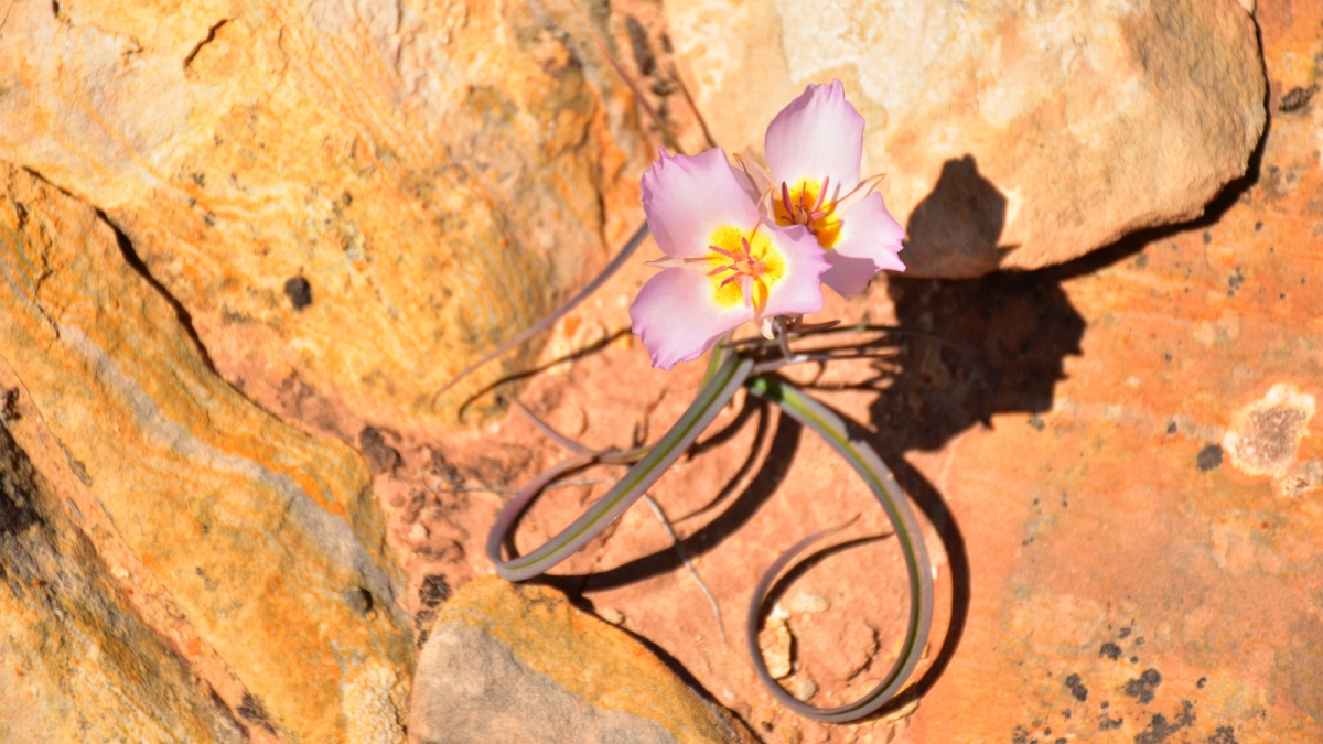 Sego Lily – Calochortus Nuttallii