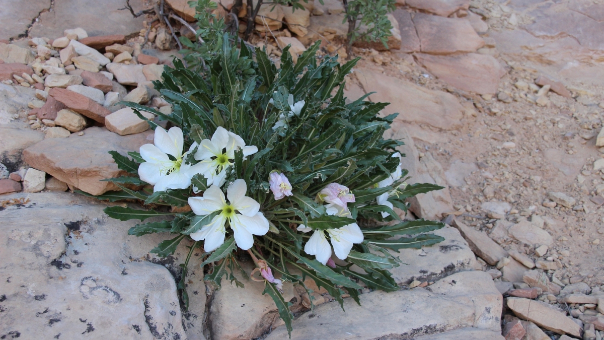 Tufted Evening Primrose – Oenothera Caespitosa