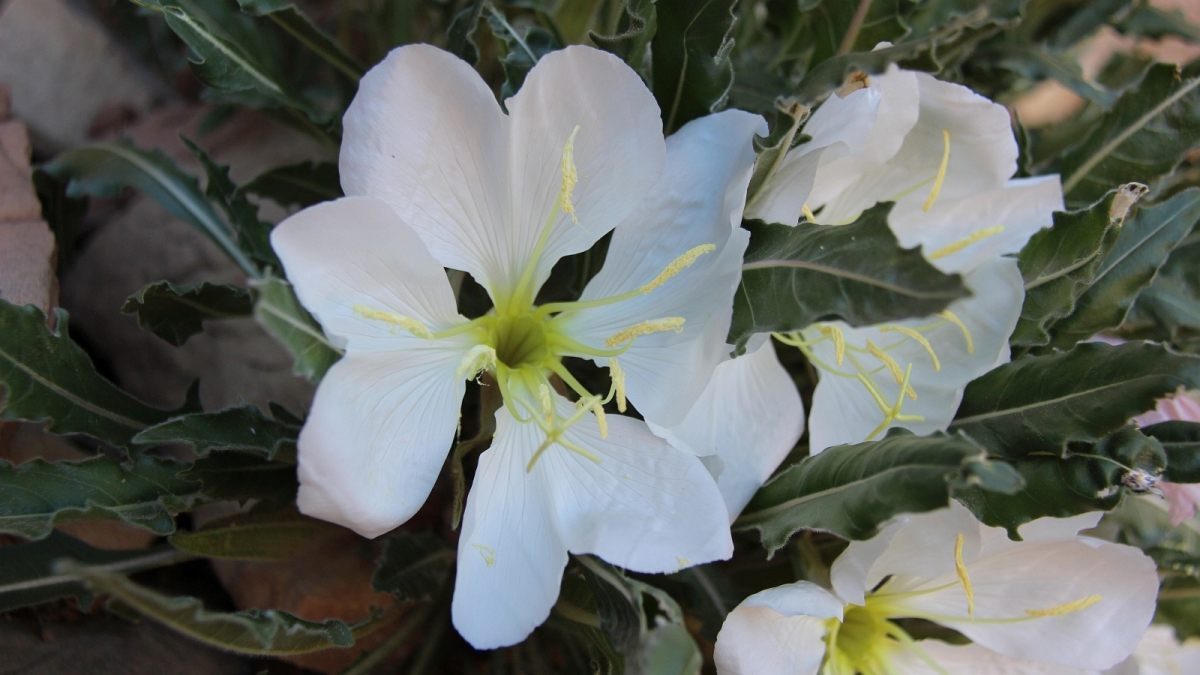 Tufted Evening Primrose – Oenothera Caespitosa