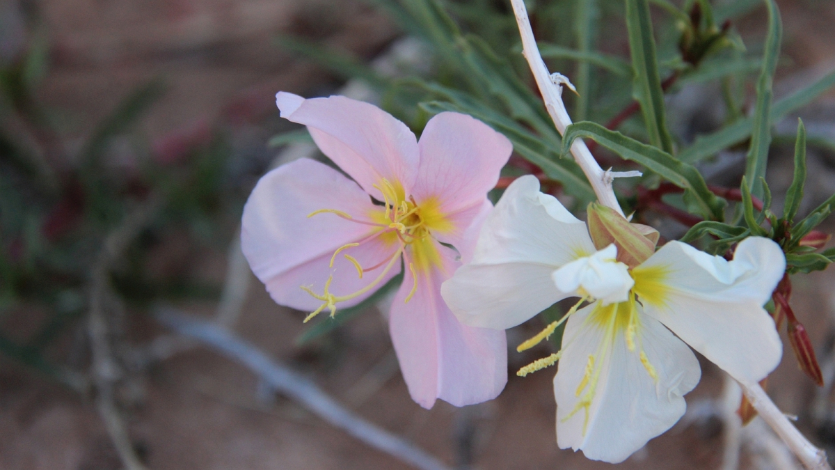 Pale Evening Primerose – Oenothera Pallida