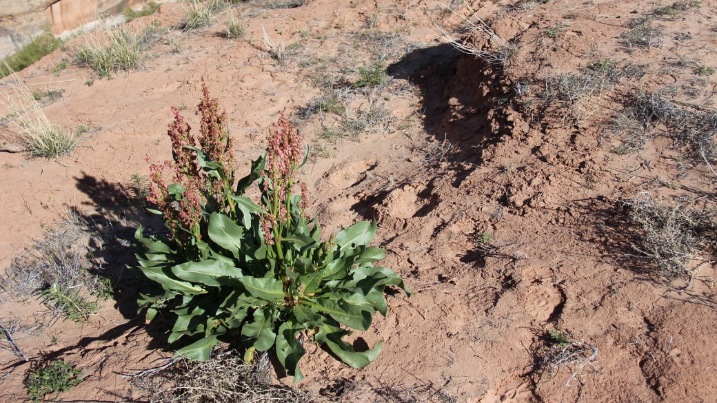 Canaigre - Rumex Hymenosepalus