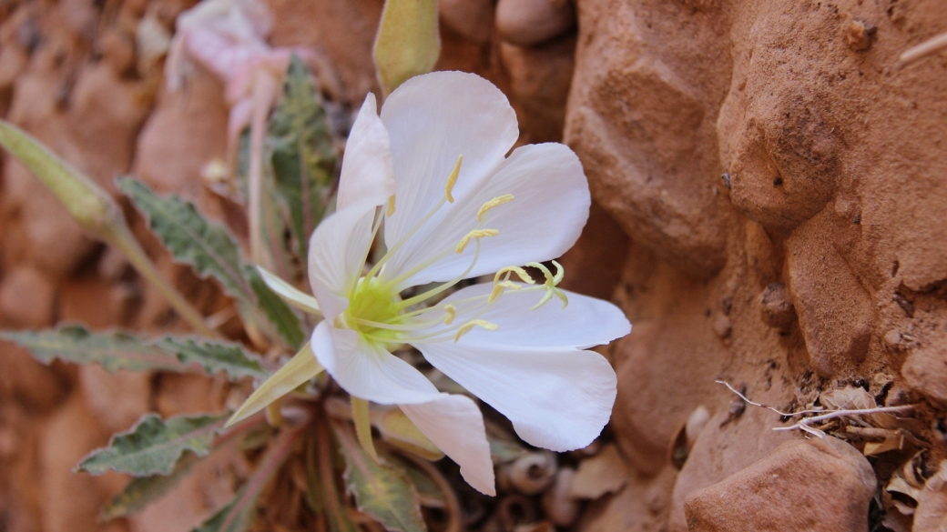 Tufted Evening Primrose – Oenothera Caespitosa