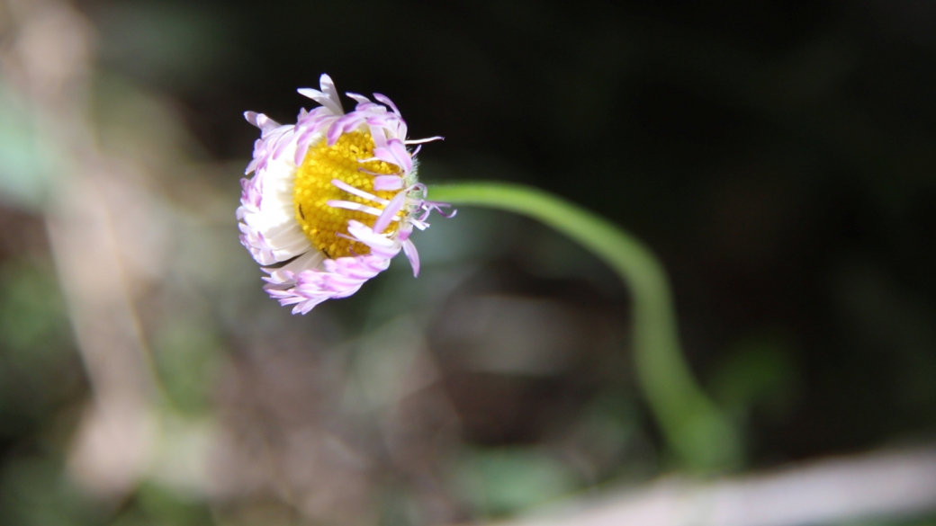 Tracy's Daisy - Erigeron Tracyi