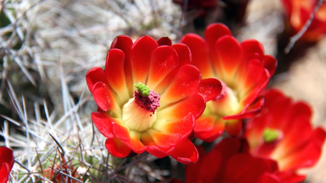 Claretcup Cactus – Echinocereus Triglochidiatus