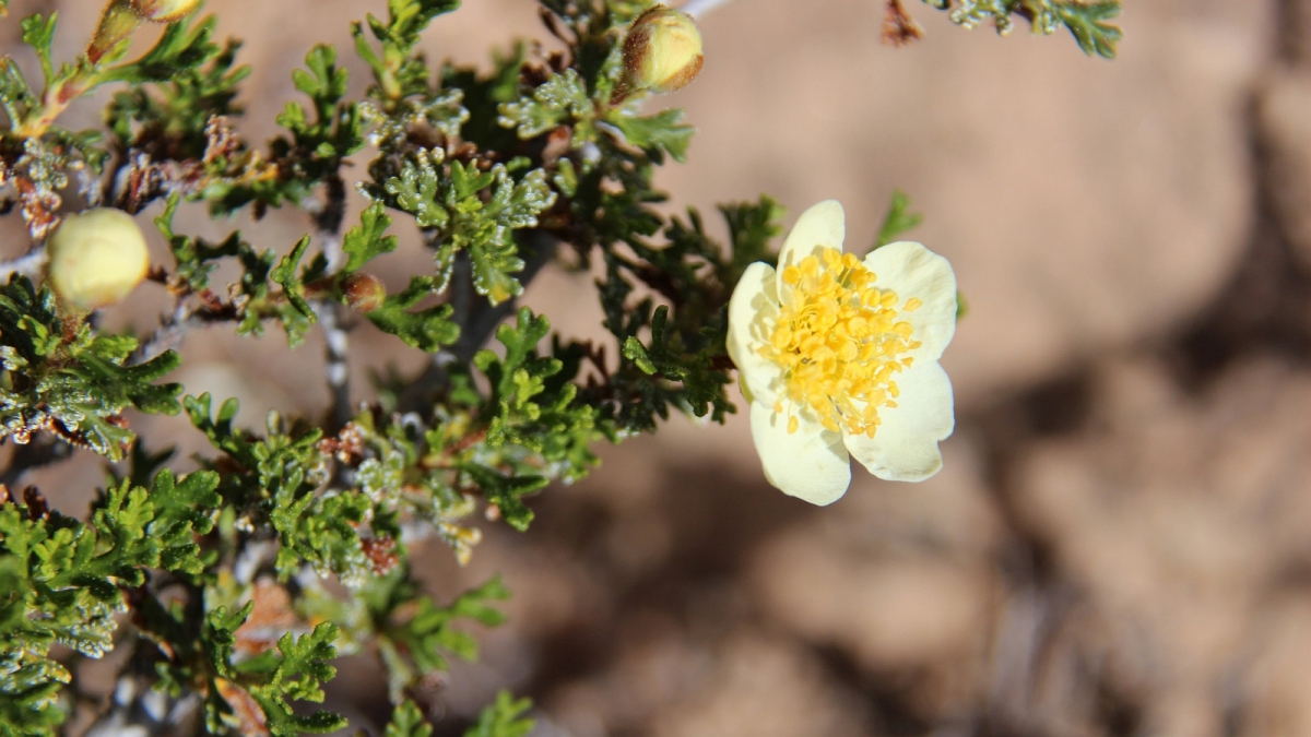 Apache Plume – Fallugia