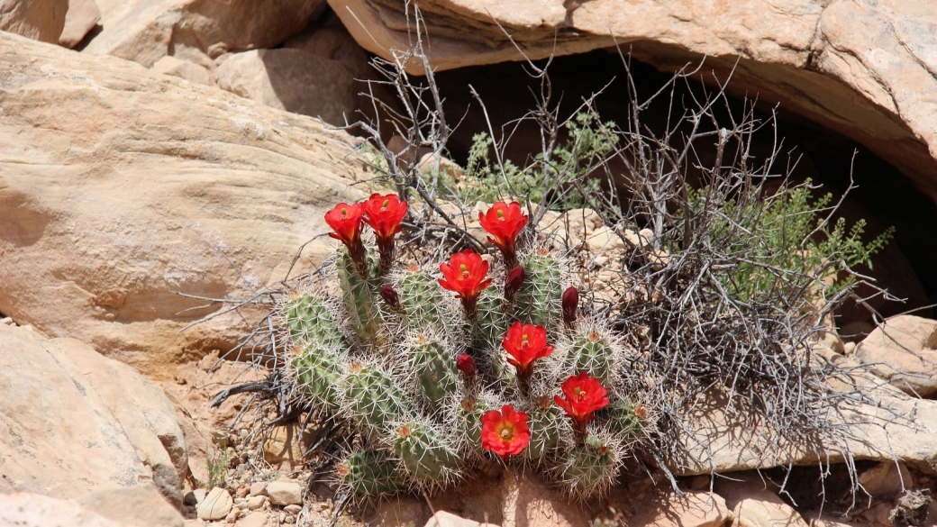 Claretcup Cactus – Echinocereus Triglochidiatus