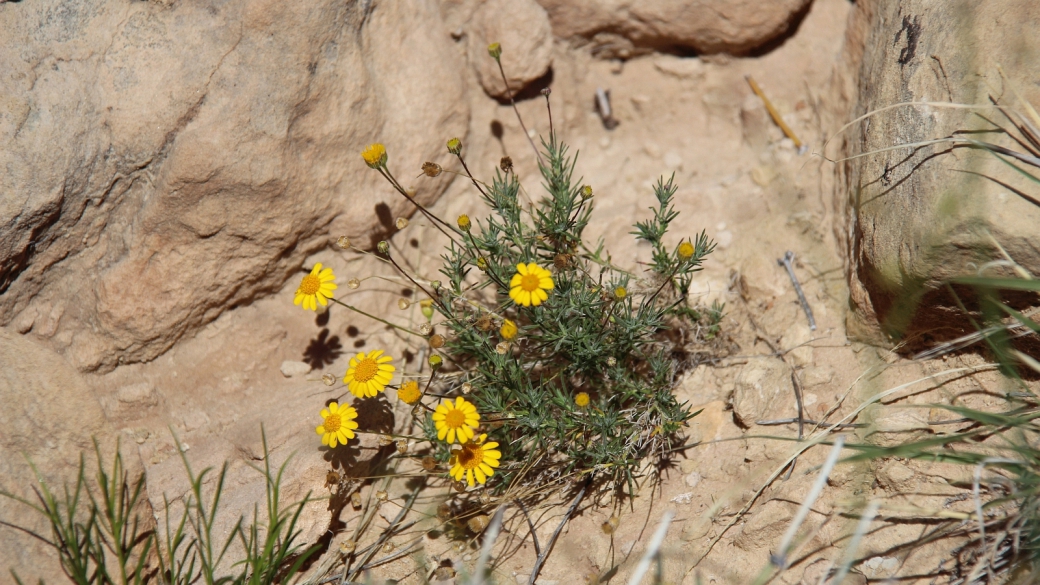 Fiveneedle Pricklyleaf - Thymophylla Pentachaeta