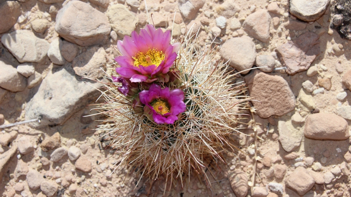Fishhook Cactus – Mammillaria