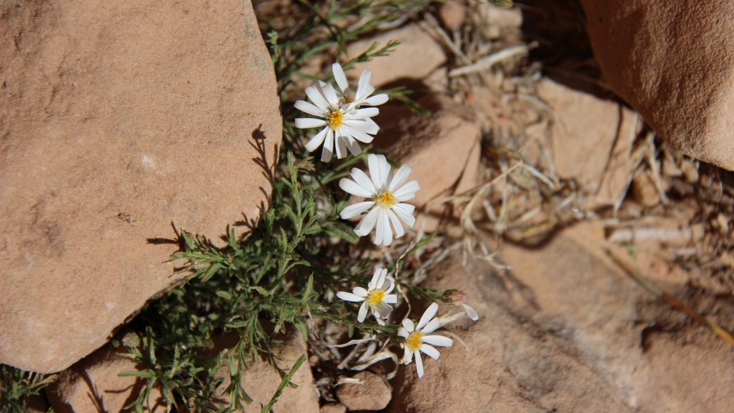 Rose Heath - Chaetopappa Ericoides