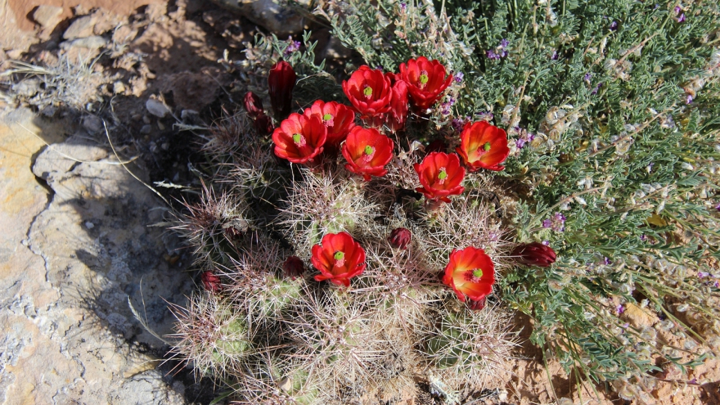 Claretcup Cactus – Echinocereus Triglochidiatus