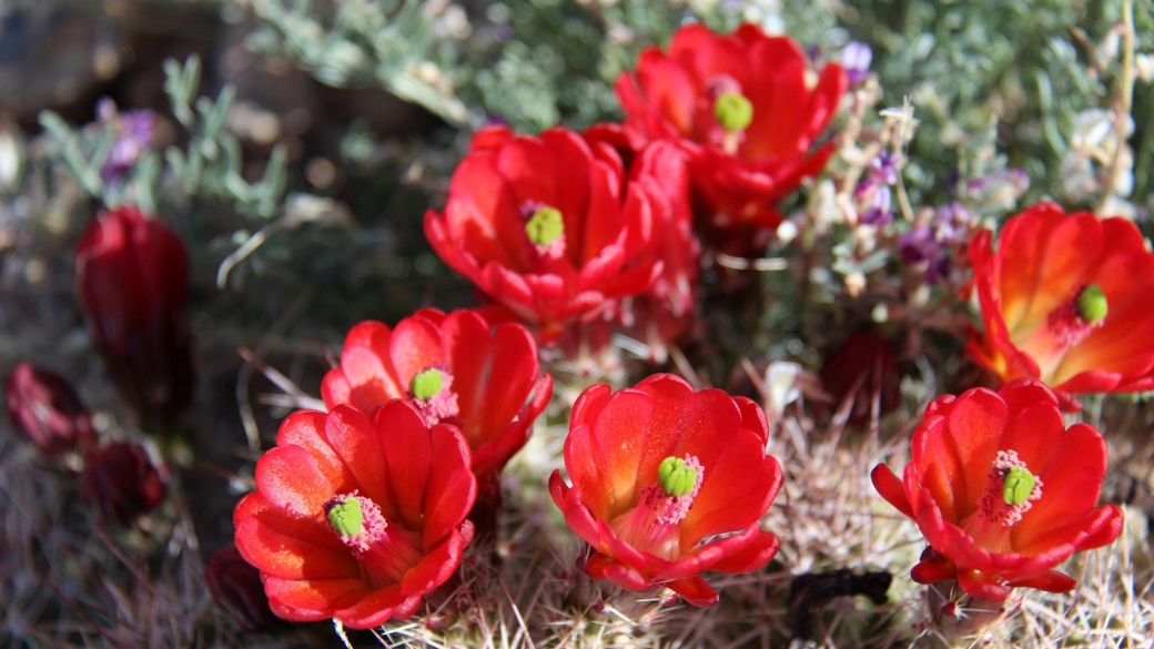 Claretcup Cactus – Echinocereus Triglochidiatus