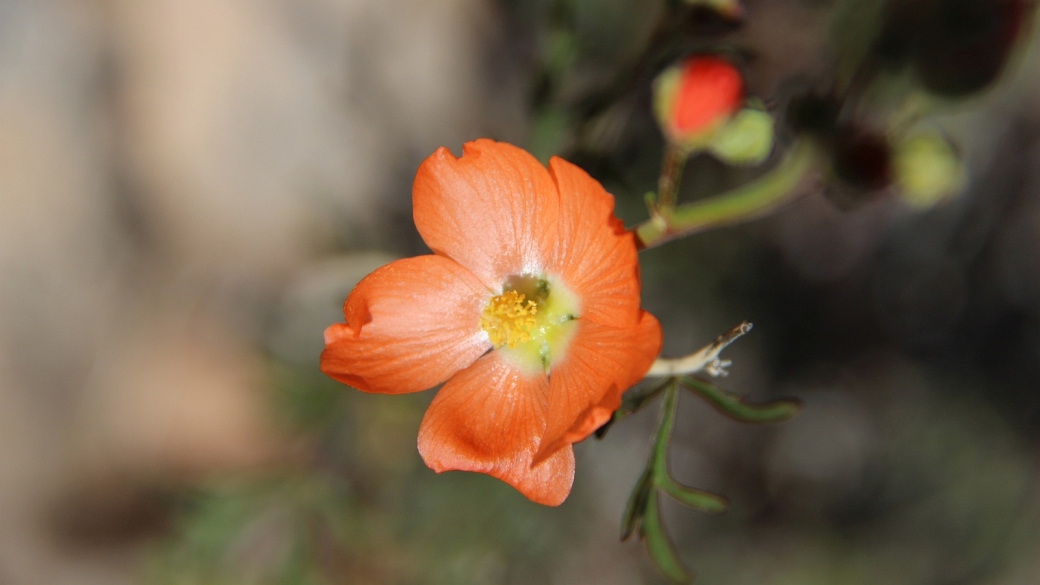 Scarlet Globemallow – Sphaeralcea Coccinea